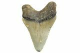 Serrated, Juvenile Megalodon Tooth - North Carolina #340970-1
